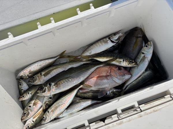 マダイ・クロダイ・アジ(マアジ)