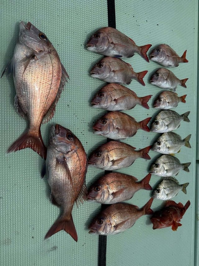 マダイ・ヘダイ・カサゴ