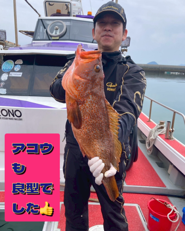 アコウ(キジハタ)