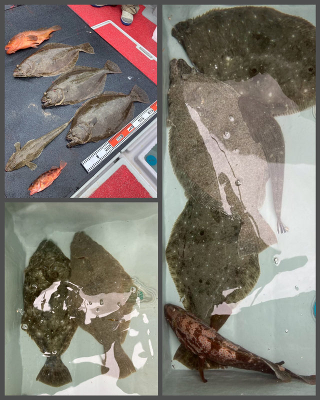 アコウ(キジハタ)・ヒラメ