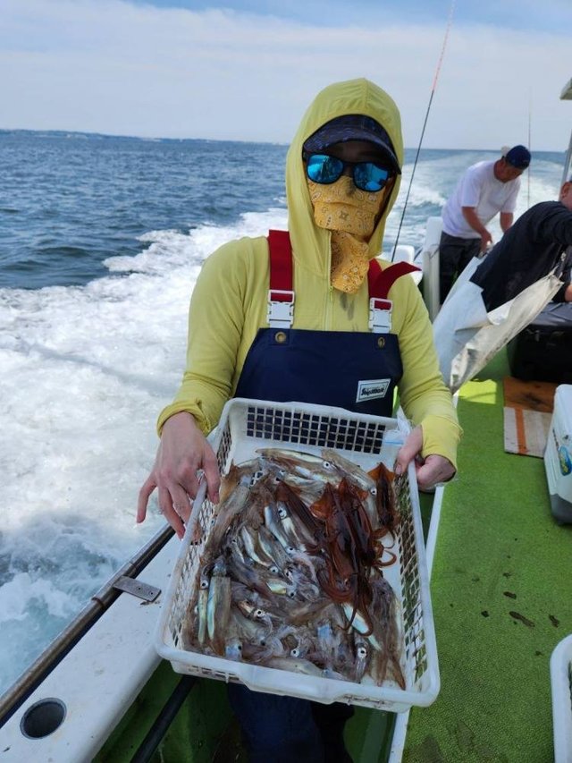 ムギイカ(スルメイカ)