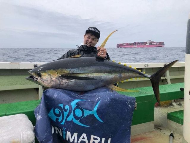 キメジ(キハダ)