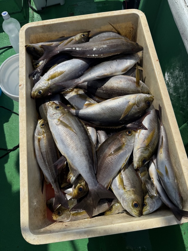 イサギ(イサキ)