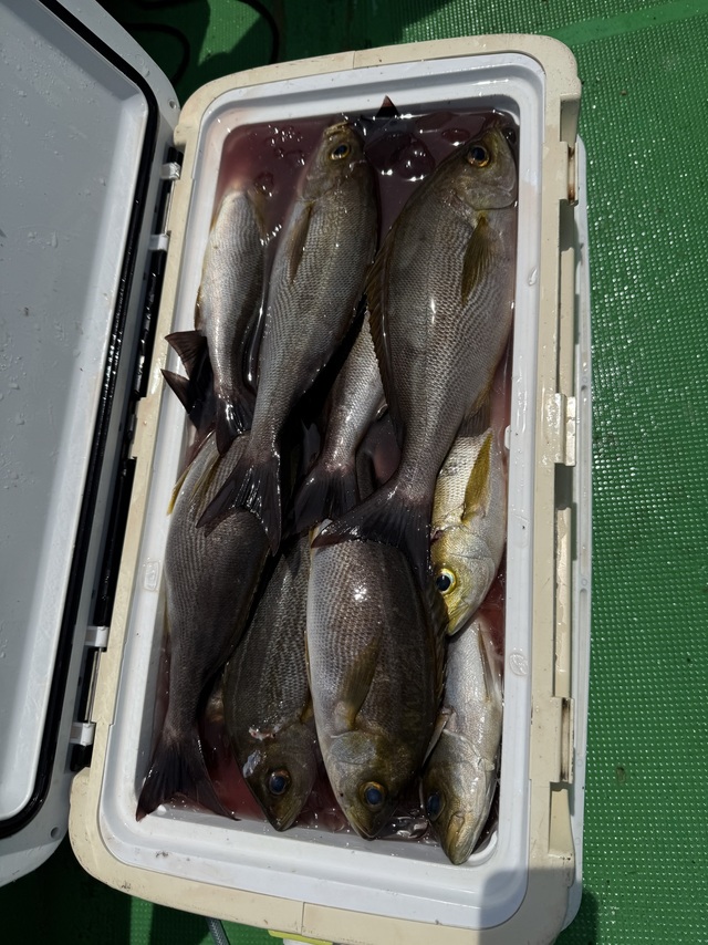 イサギ(イサキ)