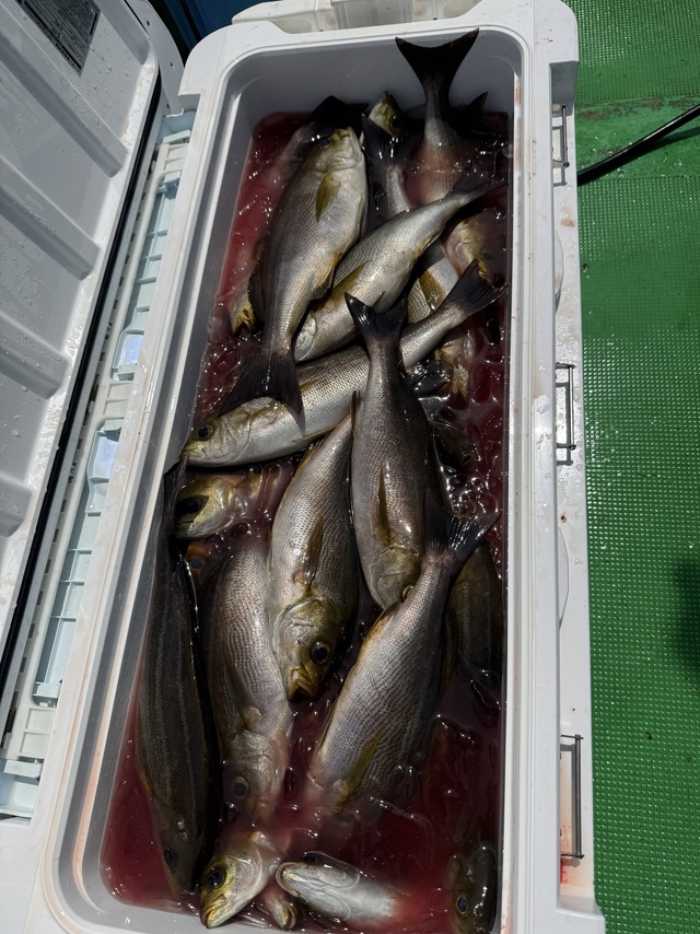 イサギ(イサキ)