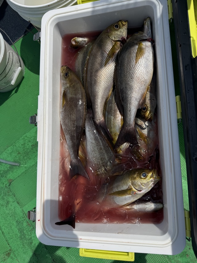 イサギ(イサキ)