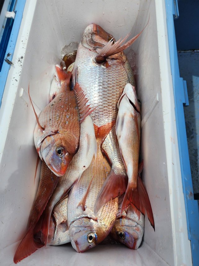 マダイ・ハナダイ(チダイ)