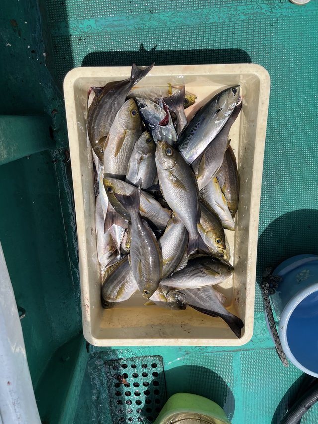 イサギ(イサキ)