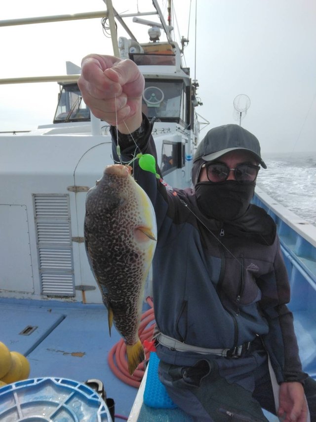 ショウサイフグ