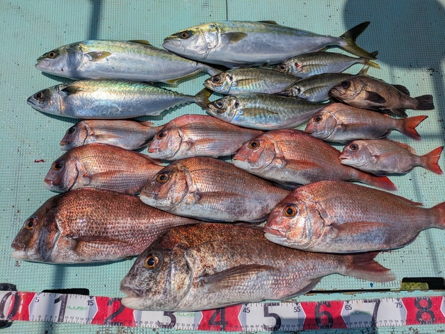 タイ(マダイ)・アジ(マアジ)・ハマチ(ブリ)・マサバ