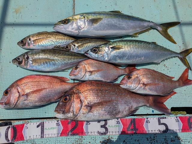 タイ(マダイ)・アジ(マアジ)・ハマチ(ブリ)・マサバ