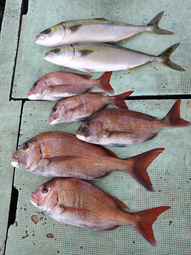 タイ(マダイ)・ハマチ(ブリ)