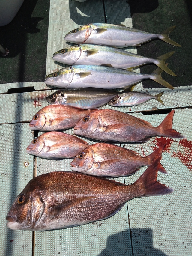 タイ(マダイ)・アジ(マアジ)・ハマチ(ブリ)