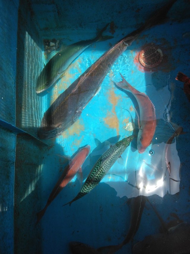 マダイ・ツバス(ブリ)・マサバ