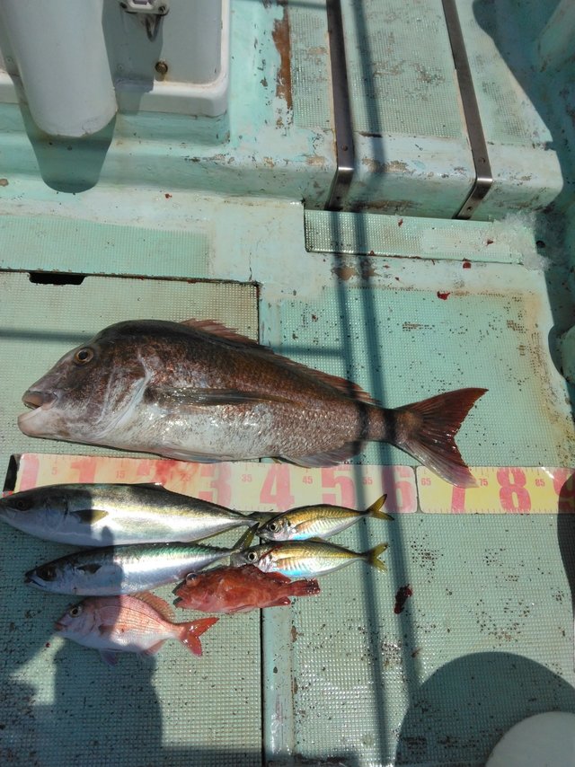 マダイ・ツバス(ブリ)・マサバ