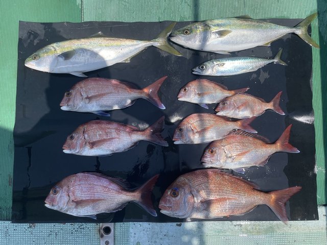 マダイ・ハマチ(ブリ)