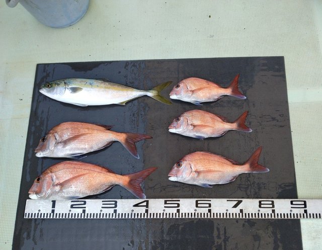 マダイ・ハマチ(ブリ)