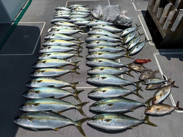 ハマチ(ブリ)・ヒラマサ・カサゴ・マトウダイ