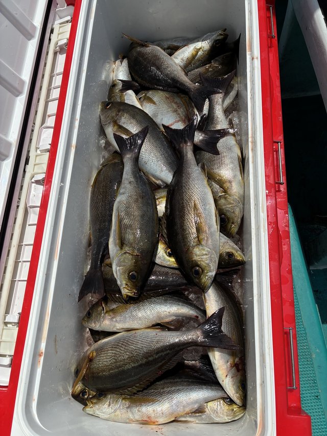 イサギ(イサキ)