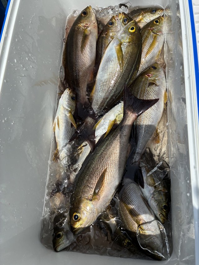 イサギ(イサキ)