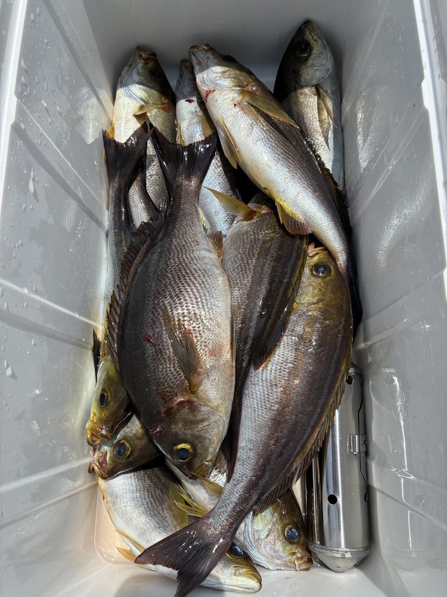 イサギ(イサキ)