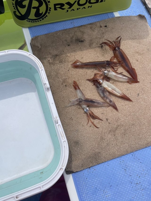 ムギイカ(スルメイカ)