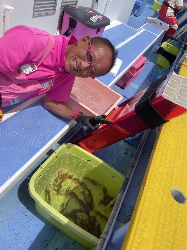 ムギイカ(スルメイカ)