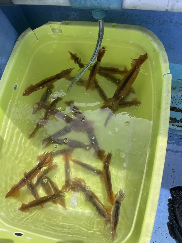 ムギイカ(スルメイカ)