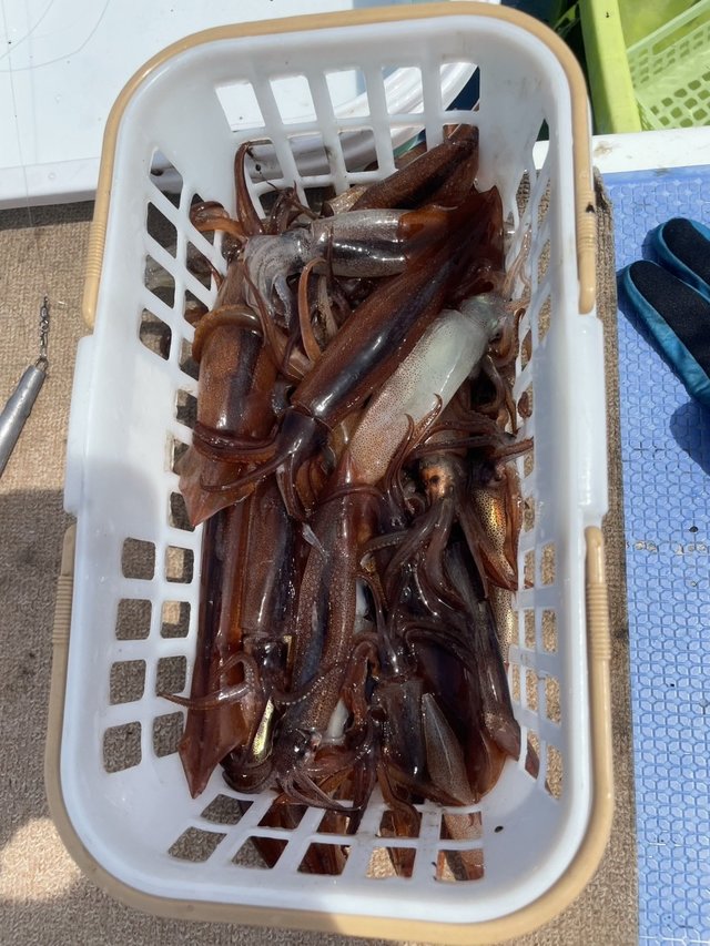 ムギイカ(スルメイカ)