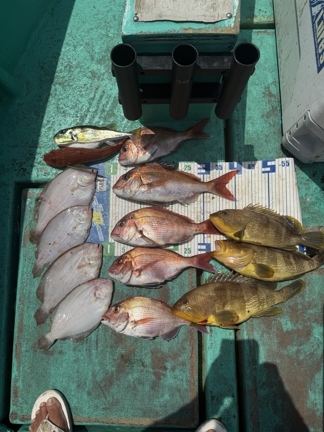 タイ(マダイ)・アオハタ・ホウボウ・ガンゾウヒラメ(ガンゾウビラメ)