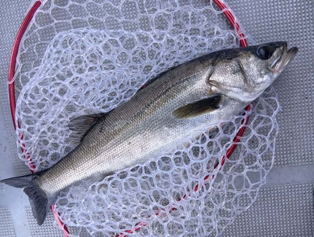 シーバス(スズキ)