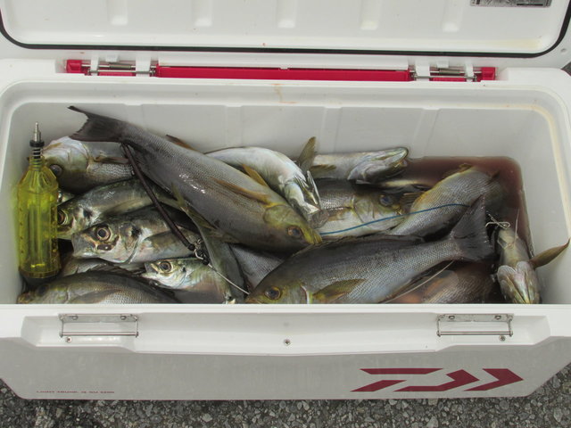 アジ(マアジ)・イサキ