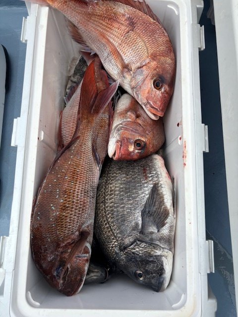 マダイ・クロダイ