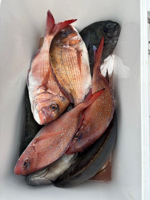 マダイ・メジナ・イサキ