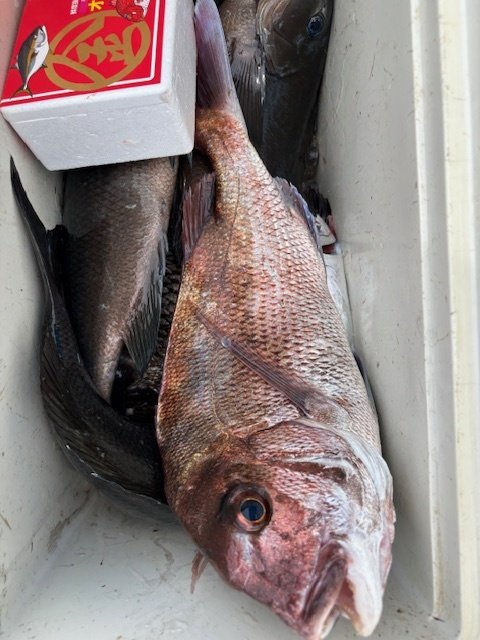 マダイ・クロダイ・メジナ