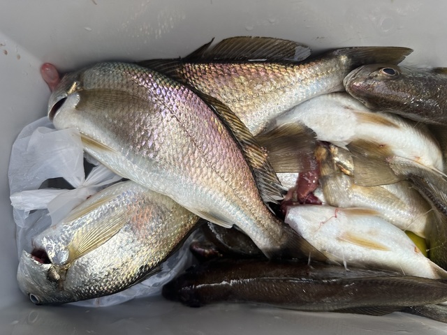 イシモチ(シログチ)