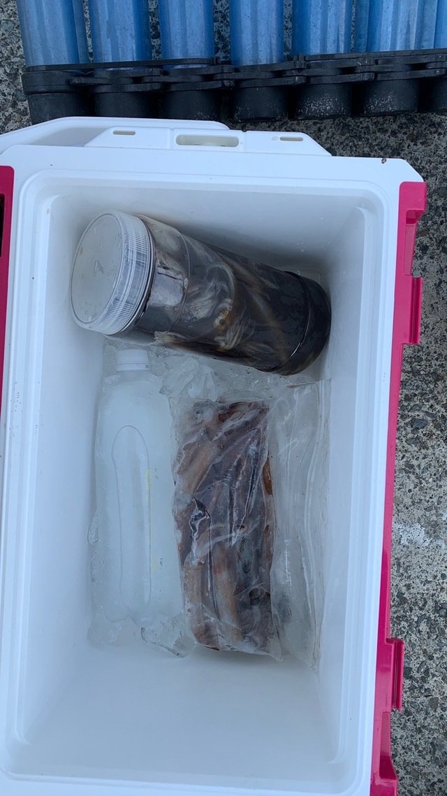 ムギイカ(スルメイカ)