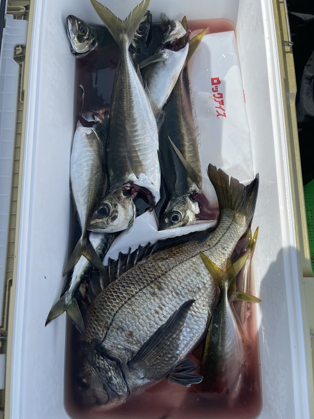 クロダイ・アジ(マアジ)