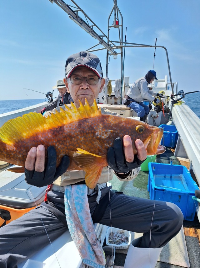 アコウ(キジハタ)