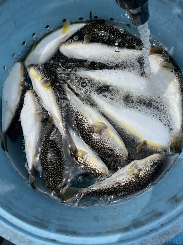 フグ(ショウサイフグ)