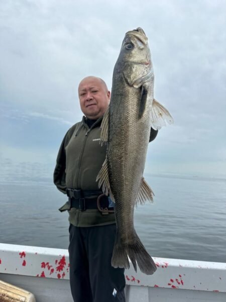 シーバス(スズキ)