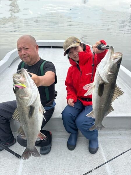 シーバス(スズキ)