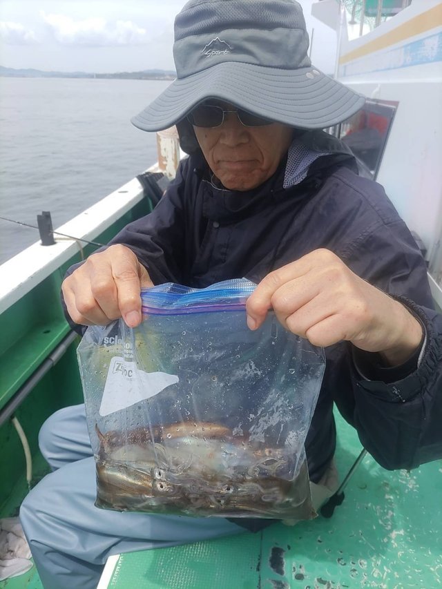 マルイカ(ケンサキイカ)