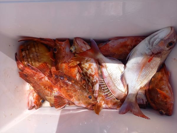 チャリコ(マダイ)・ガシラ(カサゴ)