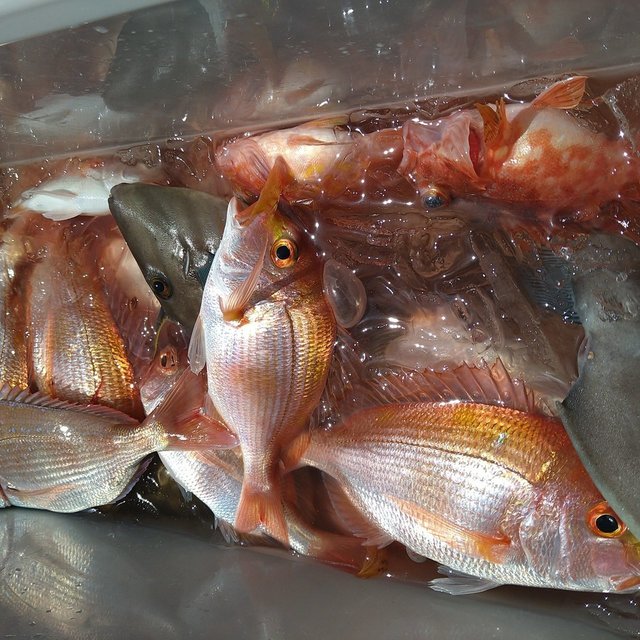 レンコ(キダイ)・チダイ・ガシラ(カサゴ)