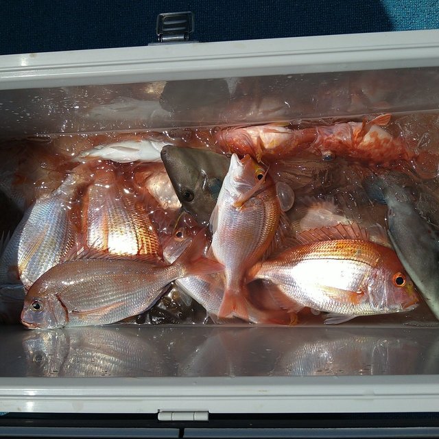 レンコ(キダイ)・チダイ・ガシラ(カサゴ)・ウマヅラ(ウマヅラハギ)