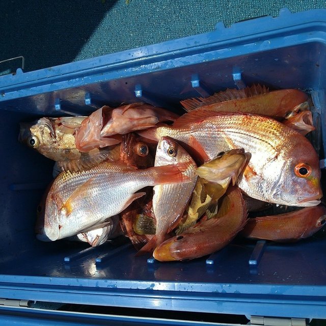 レンコ(キダイ)・チダイ・アコウ(キジハタ)・ガシラ(カサゴ)