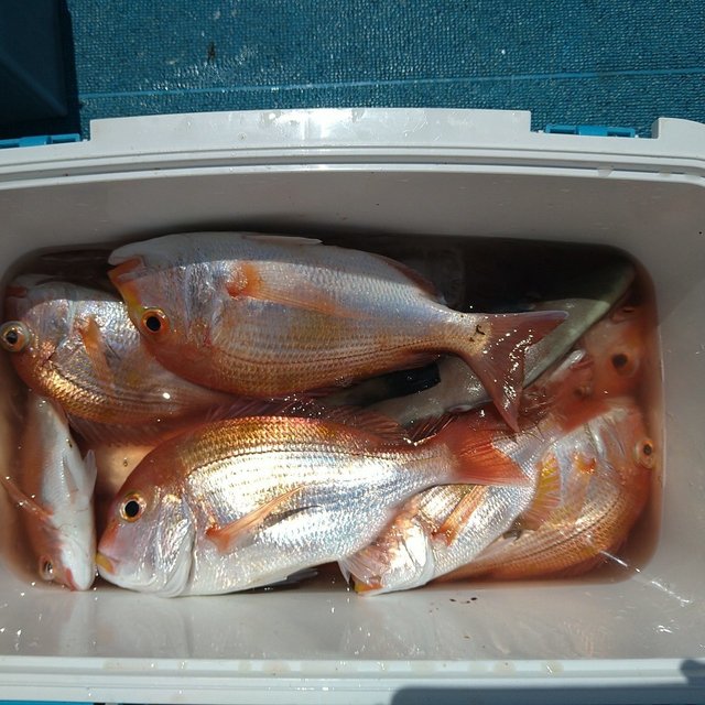 レンコ(キダイ)・チダイ