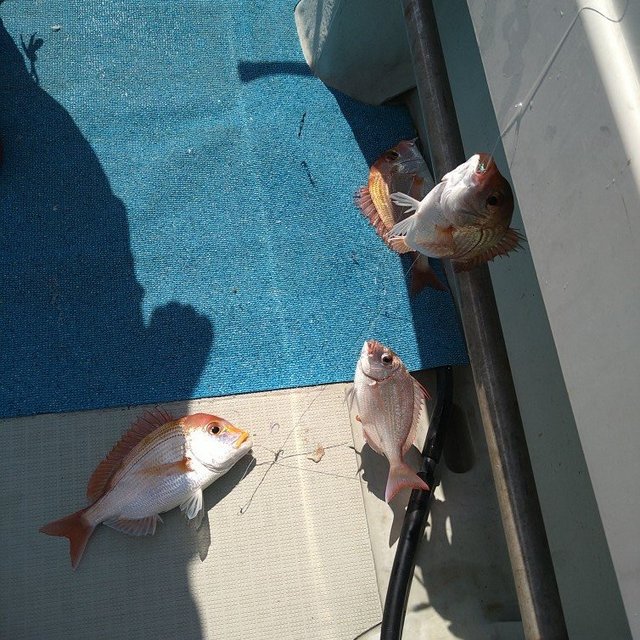 レンコ(キダイ)・チダイ