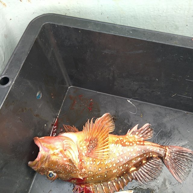 ガシラ(カサゴ)